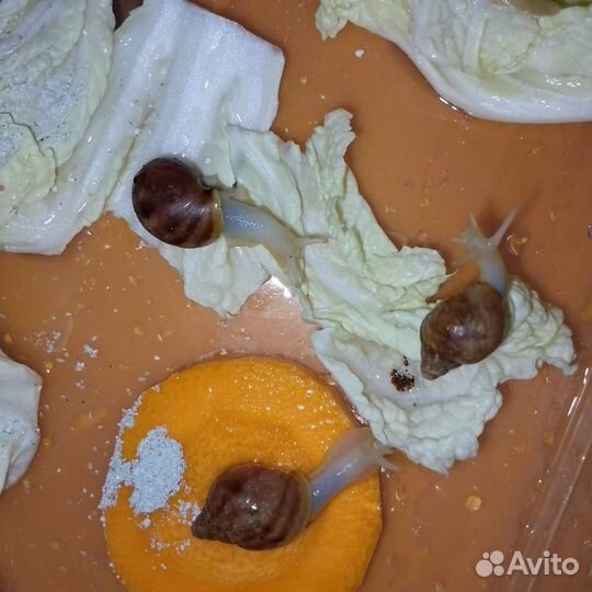 Улитка ахатина гигантская