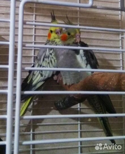 Домашние попугайчики