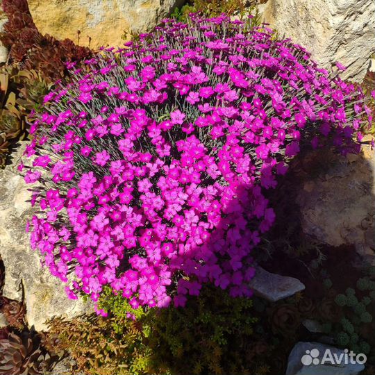 Гвоздика альпийская