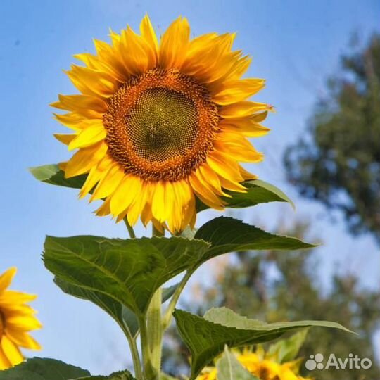 Семена подсолнечника Иван Иваныч