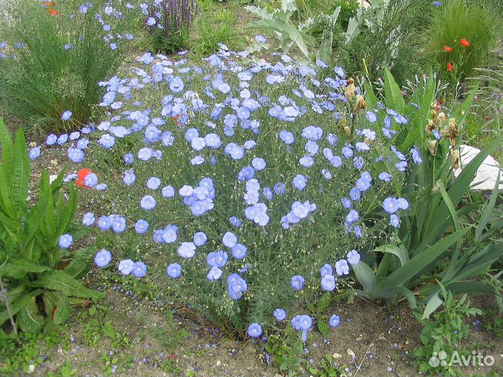 Барвинок, лён,анемона белая,гайлардия,энотера