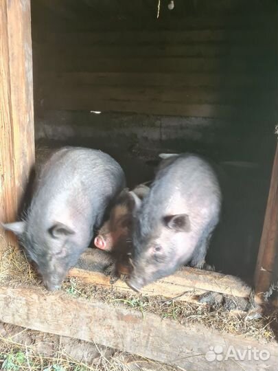 Вьетнамск вислобрюхий поросенок