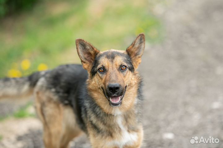 Собака в дар