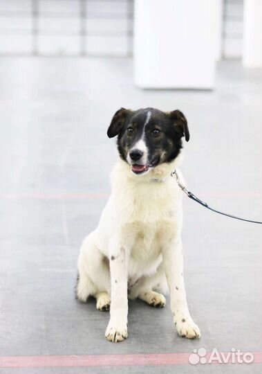 Небольшая Зорька, стерилизована