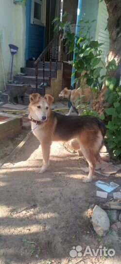 Собачка 11 мес