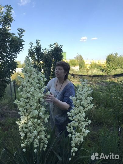 Юкка уличная