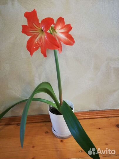 Гиппеаструм, цветущая луковица