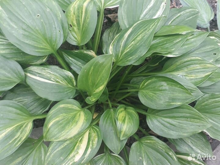 Хоста-разные