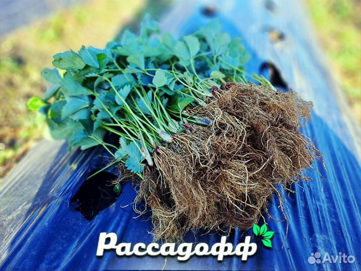 Рассада клубники. Элитные сорта оптом