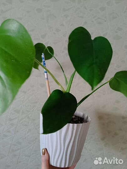 Монстера деликатесная