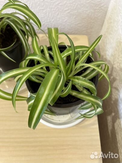Хлорофитум кудрявый