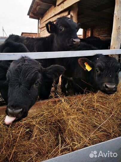 Телята бычки