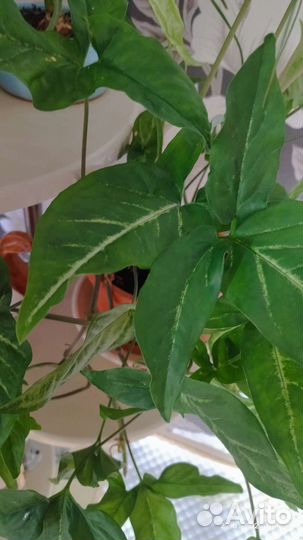 Сингониум, Орхидея