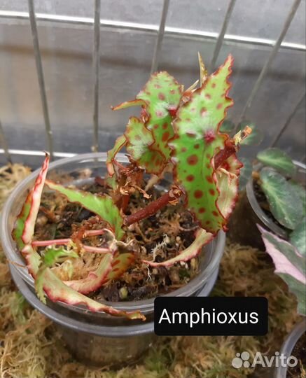 Бегония Amphioxus редкий природник