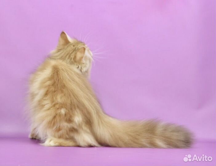 Кот blh by12(22) шоколадная золотая шиншилла