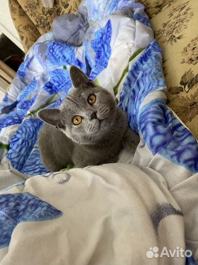 Кошечка в добрые руки