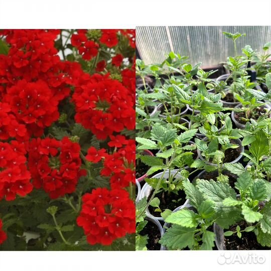 Вербена ампельная