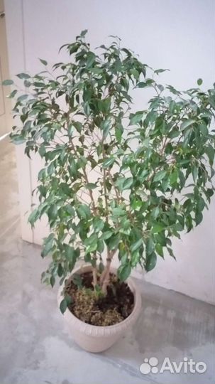Фикус бенджамина большой