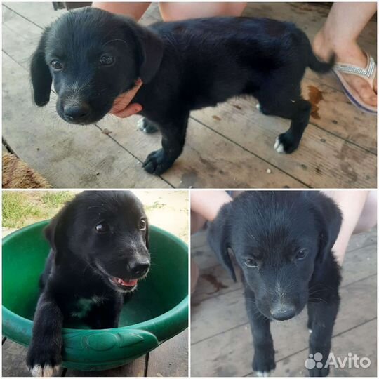 Щенок той-лабрадора