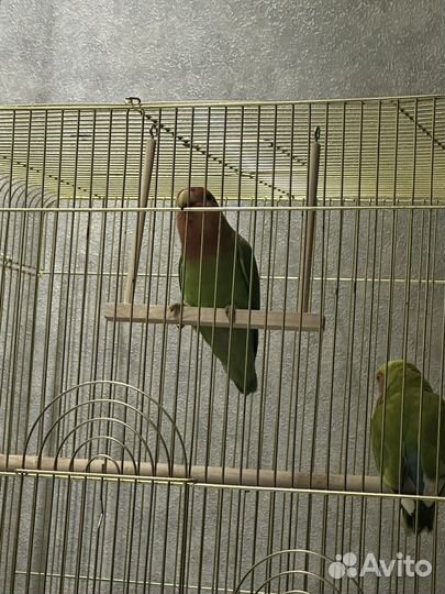 Попугай неразлучники с клеткой