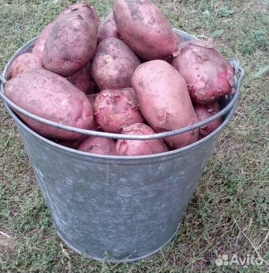 Продукты питания