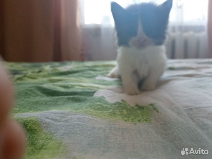 Милые котята