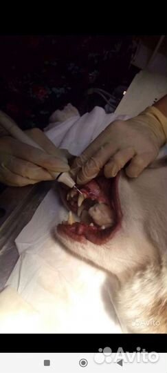 Ветеринарный врач на дом