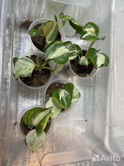 Эпипремнум хеппи лиф happy leaf