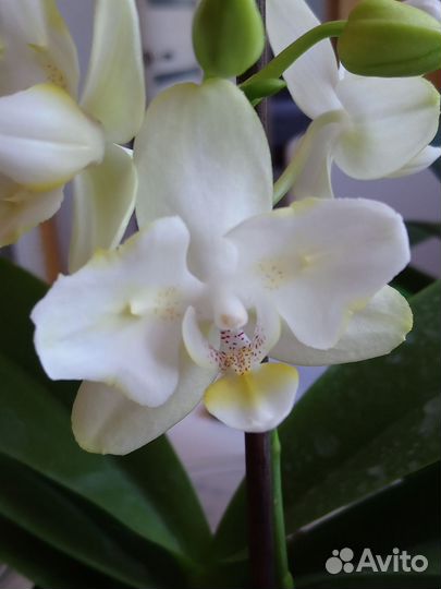 Орхидея фаленопсис