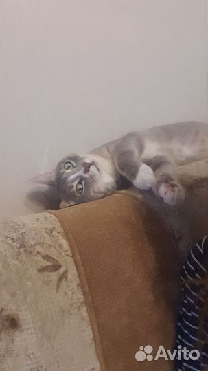 Кот в добрые руки