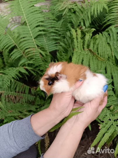 Морская свинка