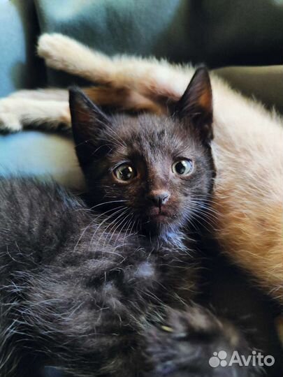 Черный котенок мальчик в добрые руки