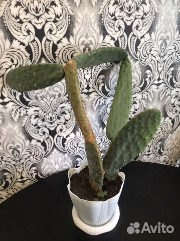 Кактус опунция