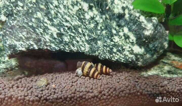 Улитки Хелены,сомики анциструсы