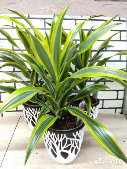Пальма драцена Лемон Лайм
