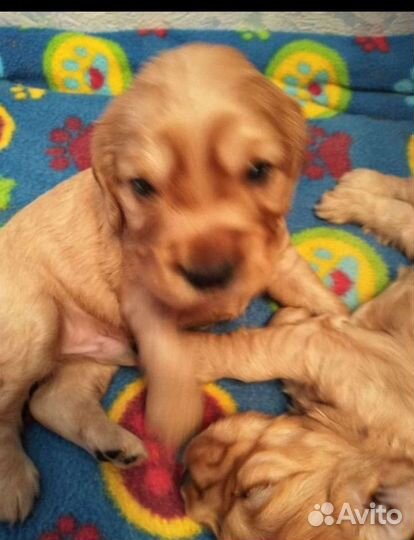 Кокер спаниель