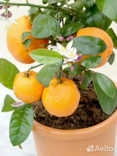 Лайм Рангпур