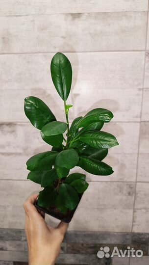 Фикус Мокламе