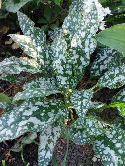 Бруннера. Медуница.Гейхера