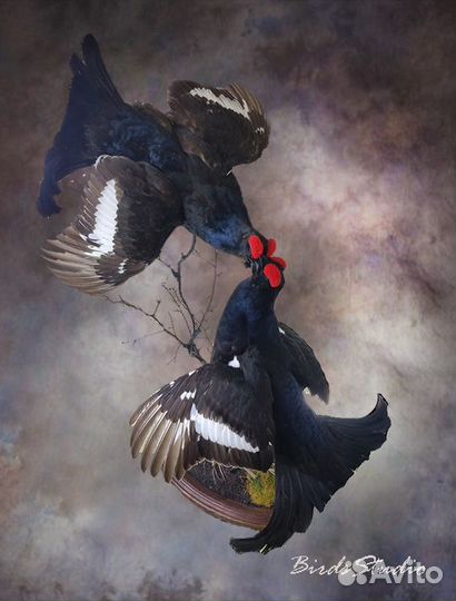 Чучело птиц глухарь тетерев рябчик вальдшнеп