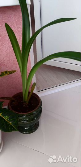 Комнатный цветок, Гиппиаструм