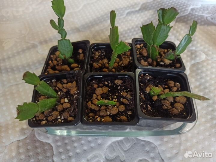 Декабристы