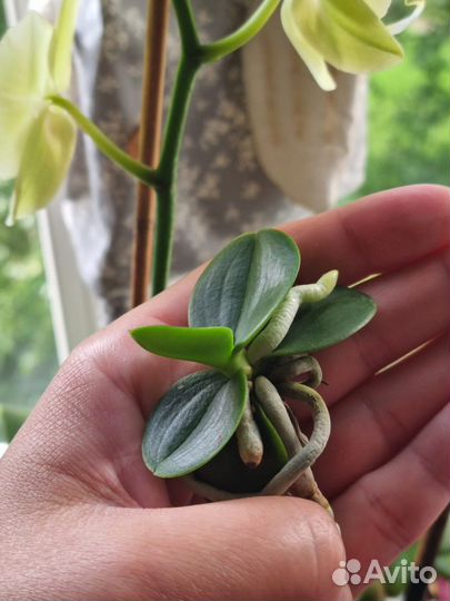 Орхидея минмару