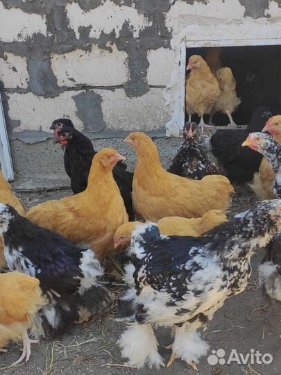Цыплята орпингтоны
