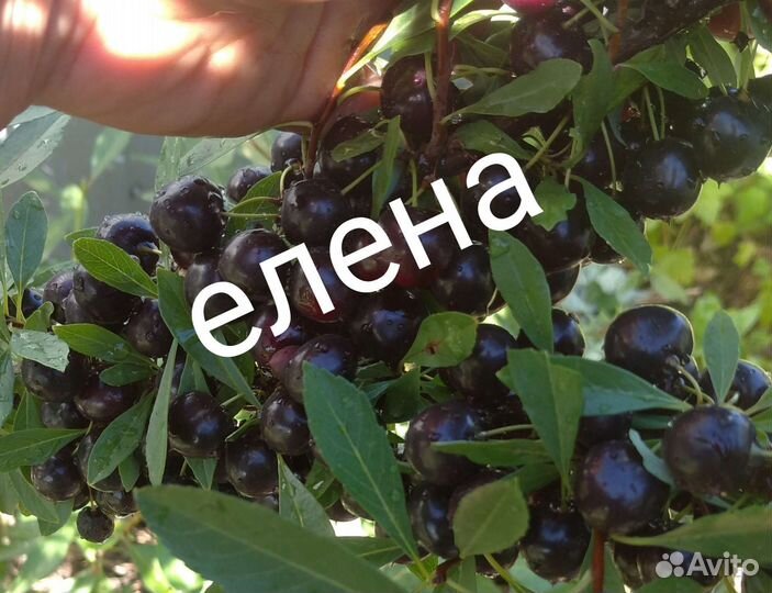 Вишня бессея(три сортотипов)