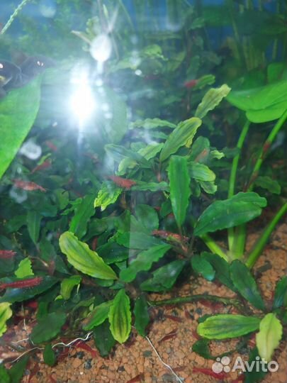 Буцефаландры