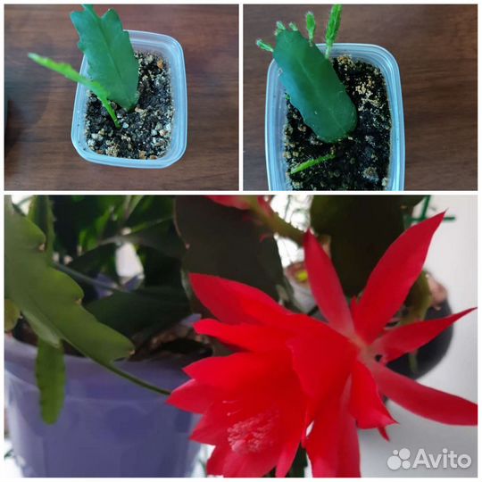 Эпифиллум красный