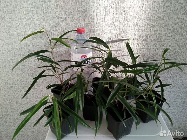 Фикус Али иволистный