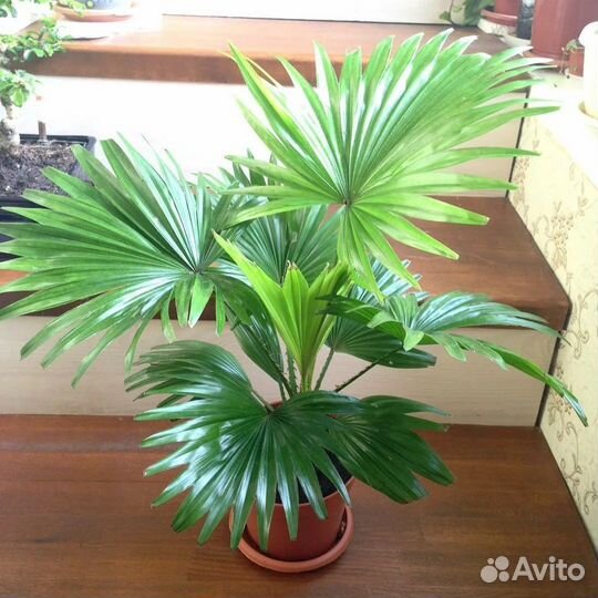 Ливистона семена