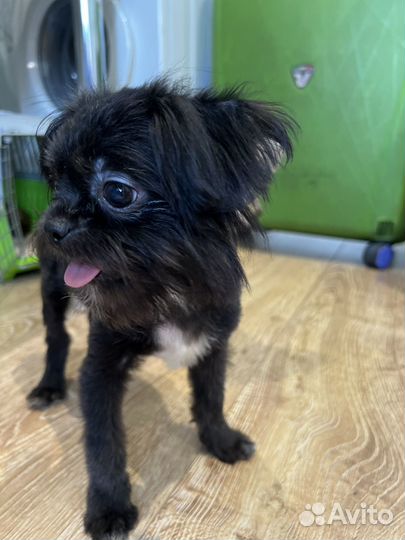 Щенки метисы